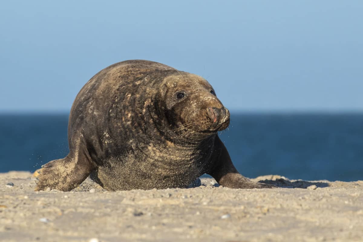 Fotoreis Helgoland Winter grijze zeehond 287 Fotoreis Helgoland Winter grijze zeehond mannetje