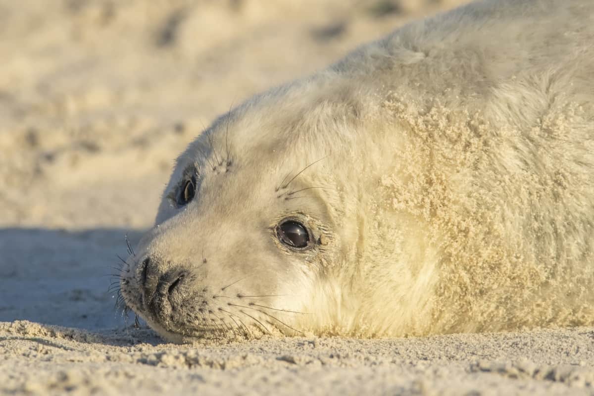 Fotoreis Helgoland Winter grijze zeehond 335 Fotoreis Helgoland Winter grijze zeehond pup