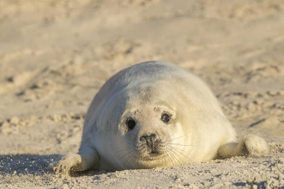 Fotoreis Helgoland Winter grijze zeehond 348 Fotoreis Helgoland Winter grijze zeehond pup