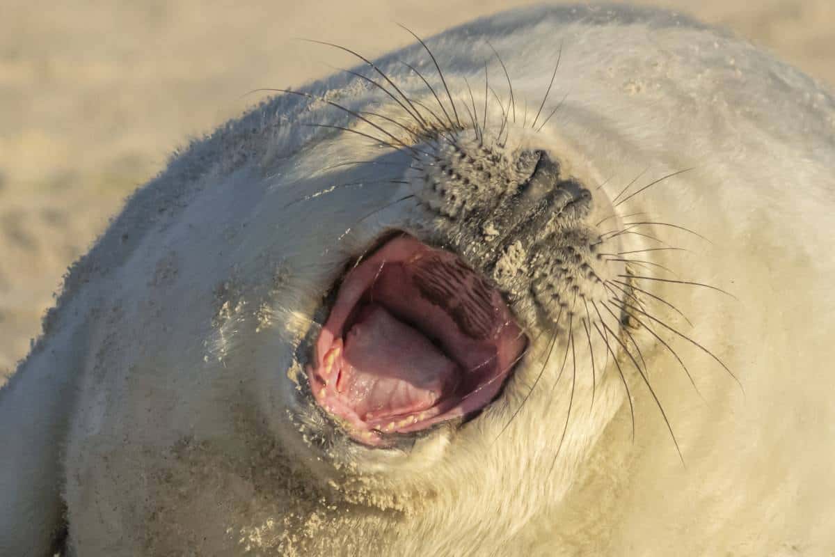 Fotoreis Helgoland Winter grijze zeehond pup lachend