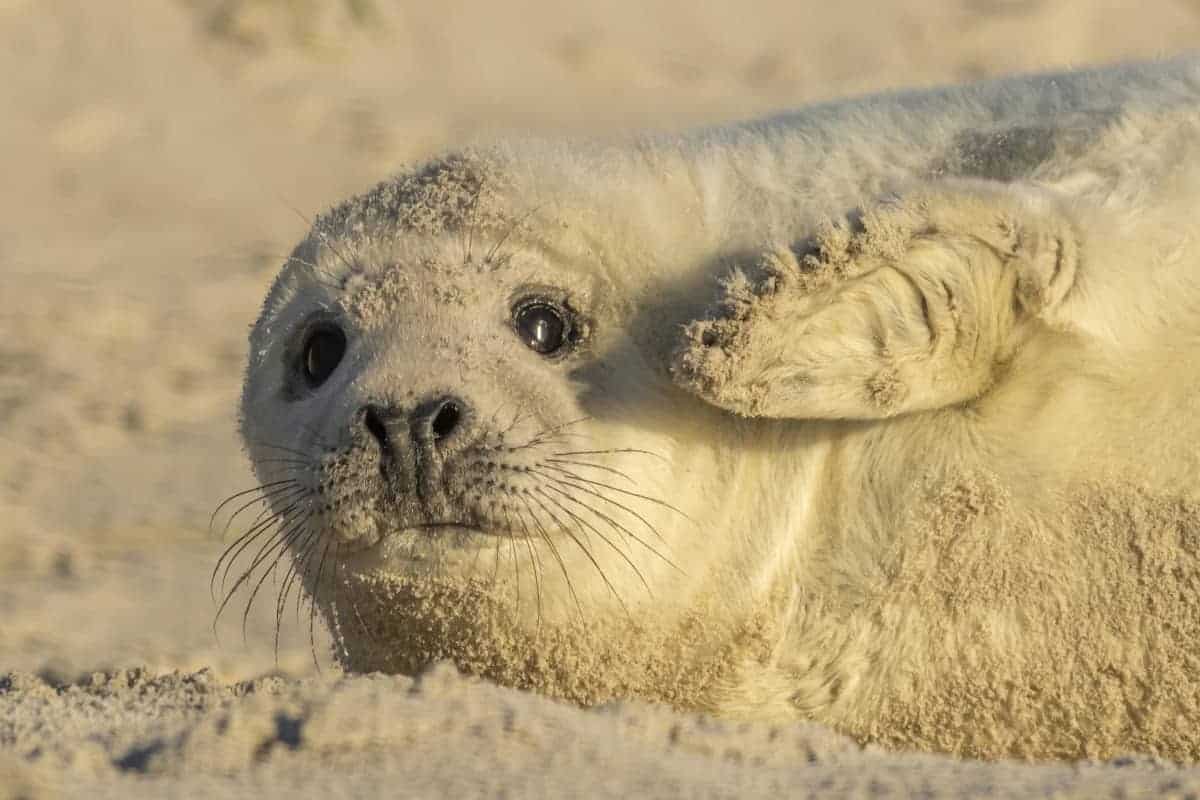 Fotoreis Helgoland Winter grijze zeehond 372 Fotoreis Helgoland Winter grijze zeehond pup