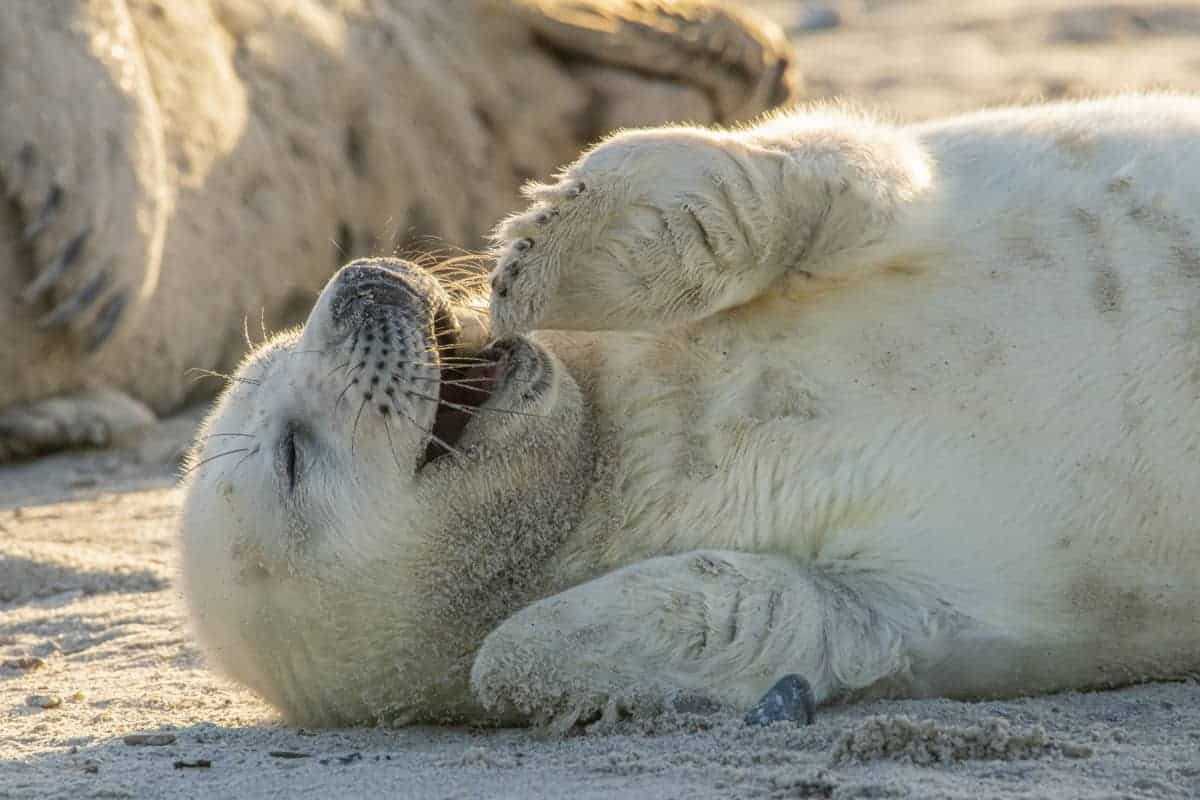 Lachende zeehondenpupFotoreis Helgoland Winter grijze zeehond