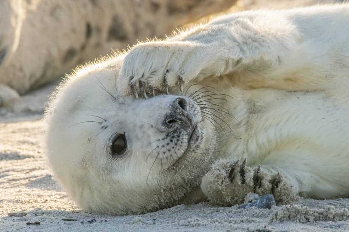 Fotoreis Helgoland Winter grijze zeehond 414 Fotoreis Helgoland Winter grijze zeehond pup