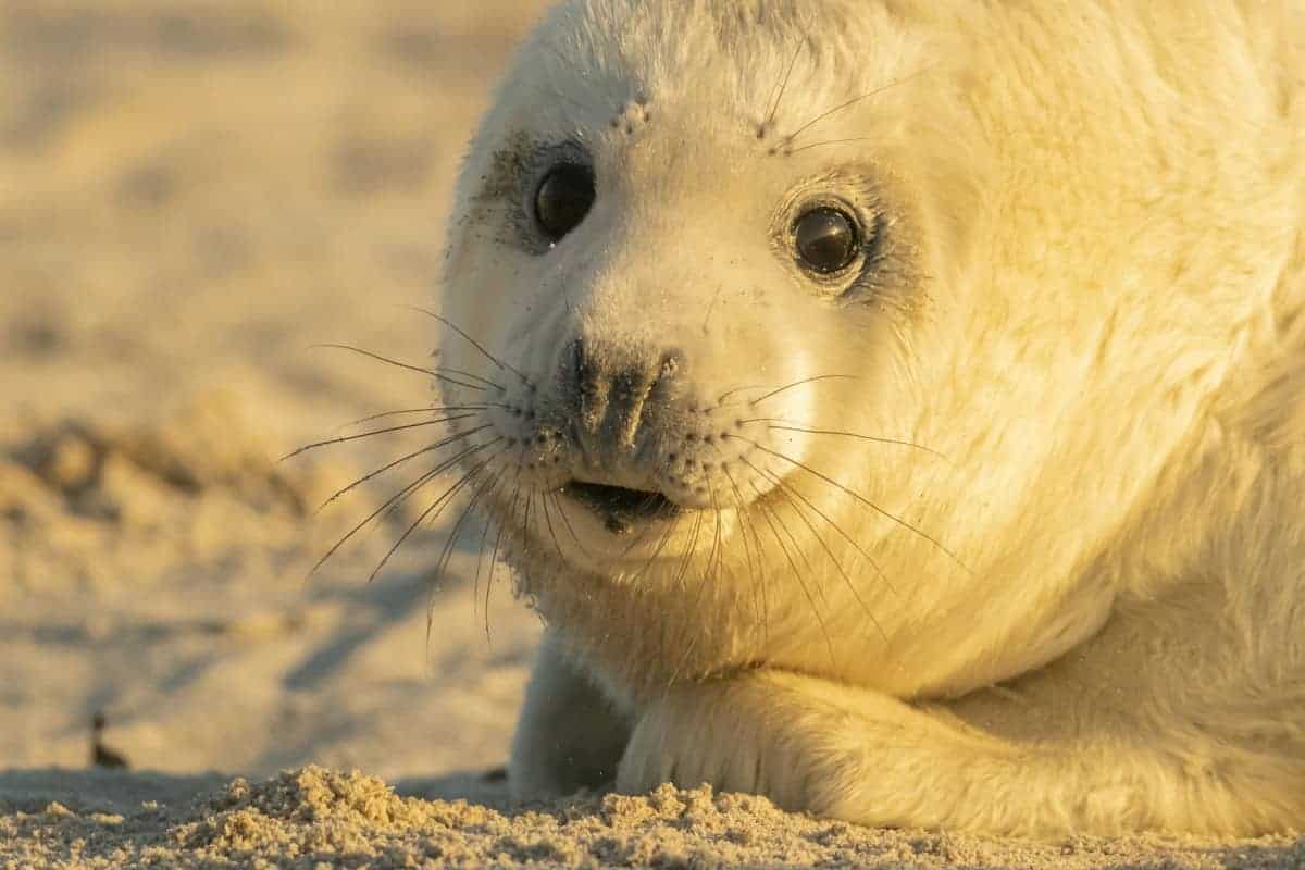 Fotoreis Helgoland Winter grijze zeehond 440 Fotoreis Helgoland Winter grijze zeehond in het gouden uurtje