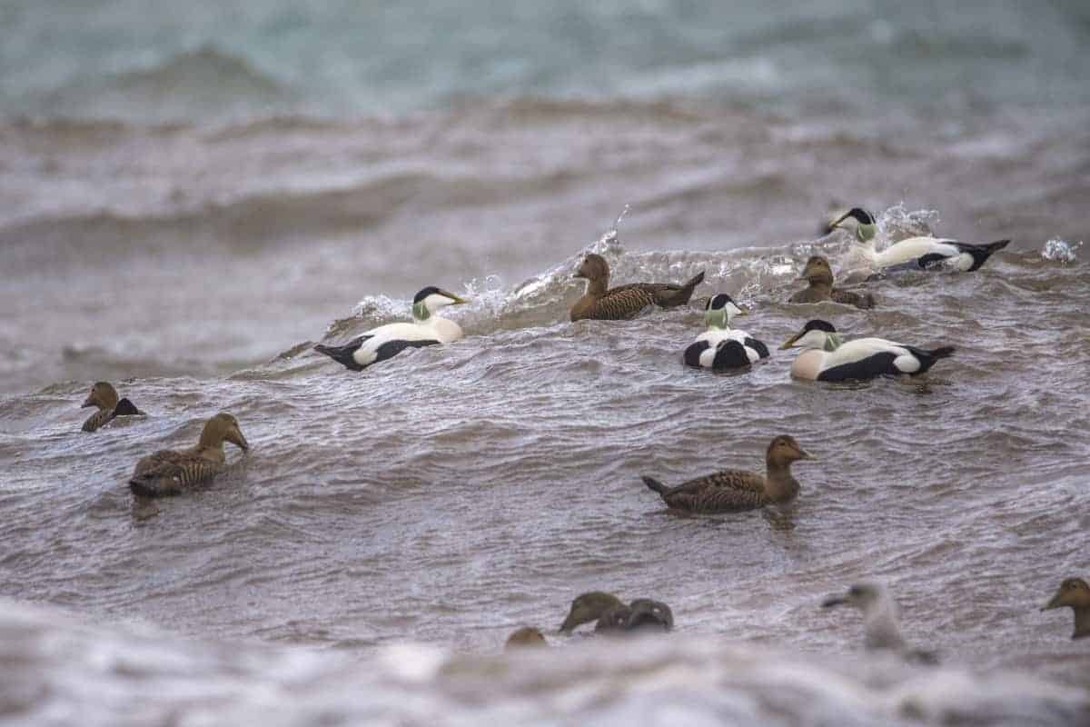 Fotoreis Helgoland Winter vogels en landschap 528 Fotoreis Helgoland Winter grijze zeehond eidereenden etc