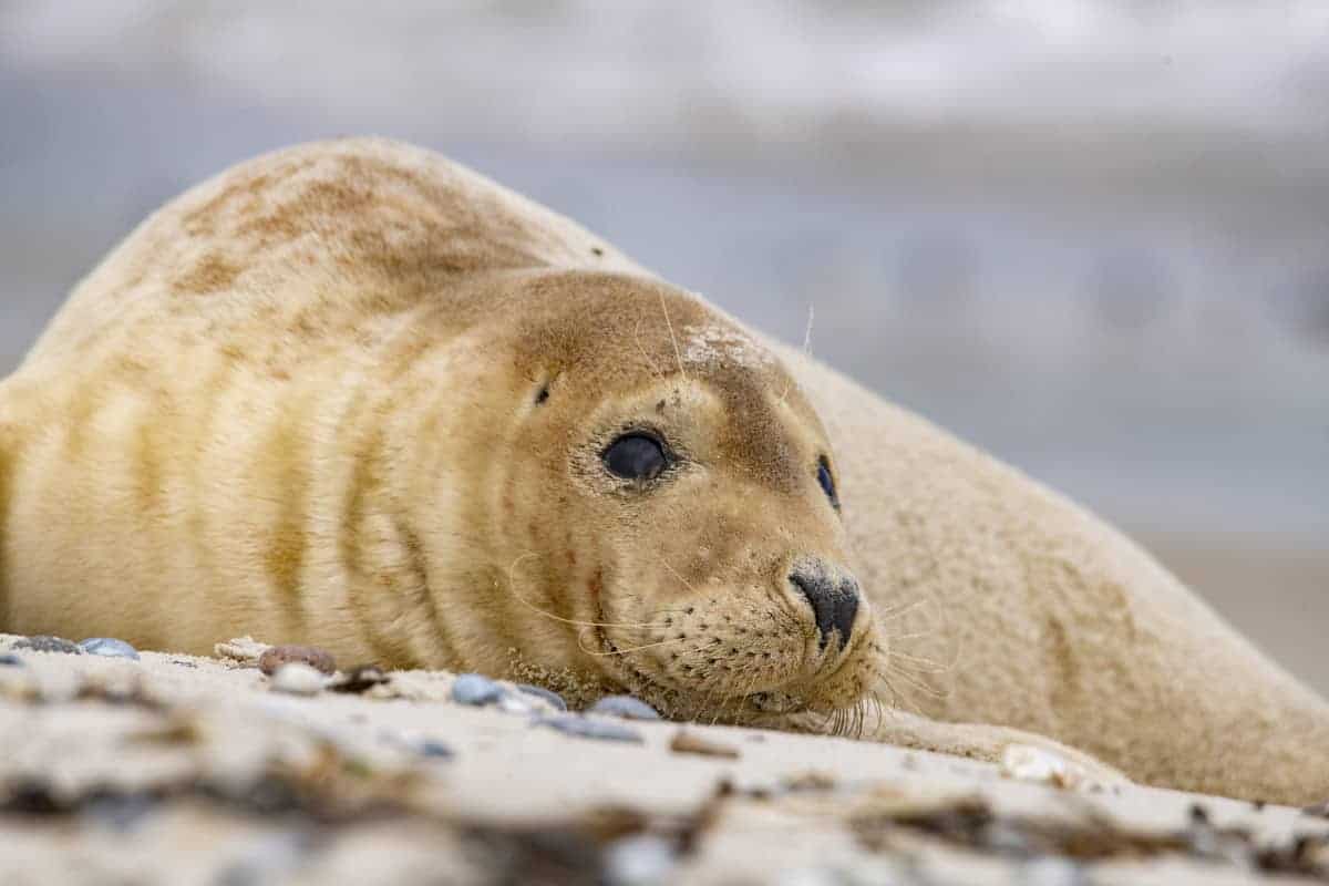 Fotoreis Helgoland Zeehond 11 Fotoreis Helgoland Gewone Zeehond