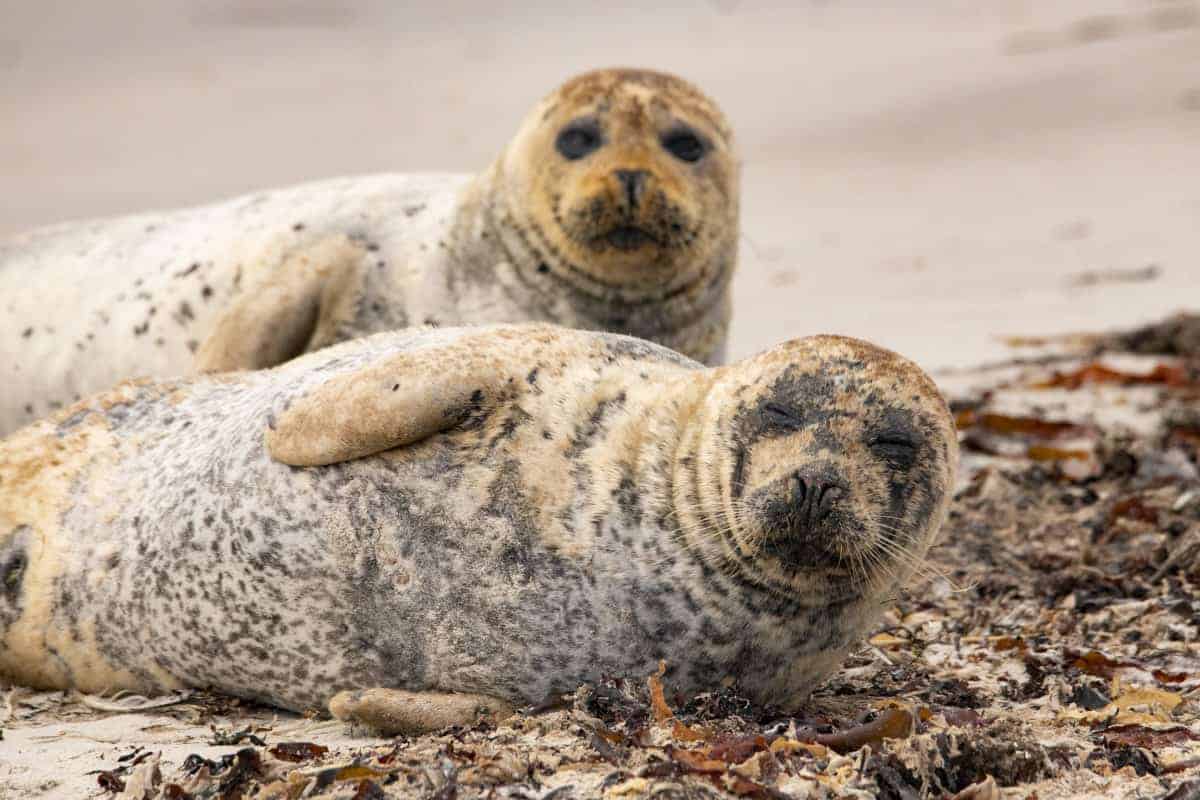 Fotoreis Helgoland Gewone Zeehond