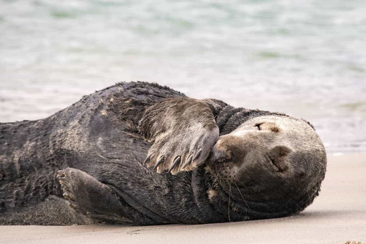 Fotoreis Helgoland Zeehond 13 Fotoreis Helgoland Grijze zeehond