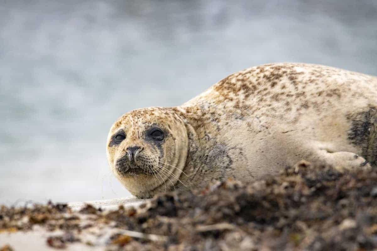 Fotoreis Helgoland Gewone Zeehond