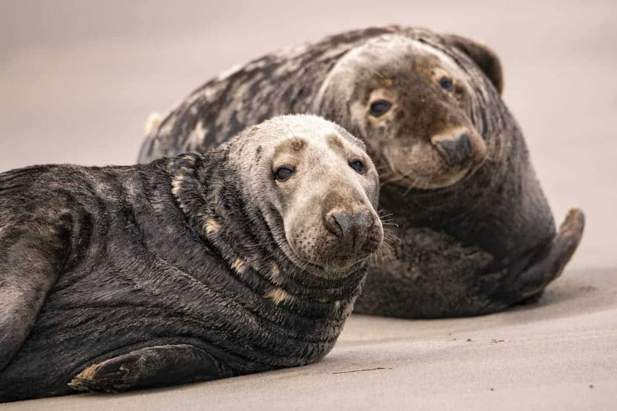 Fotoreis Helgoland Gewone Zeehond