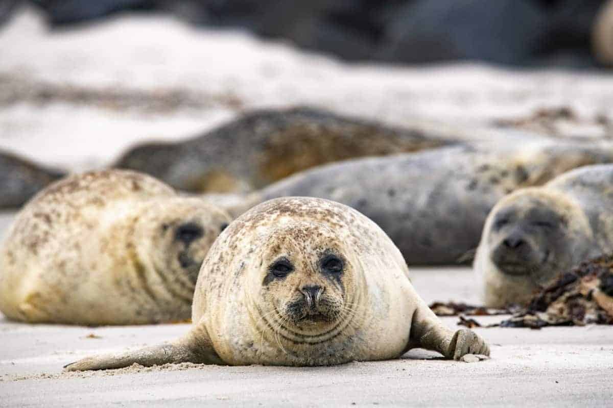 Fotoreis Helgoland Gewone Zeehond
