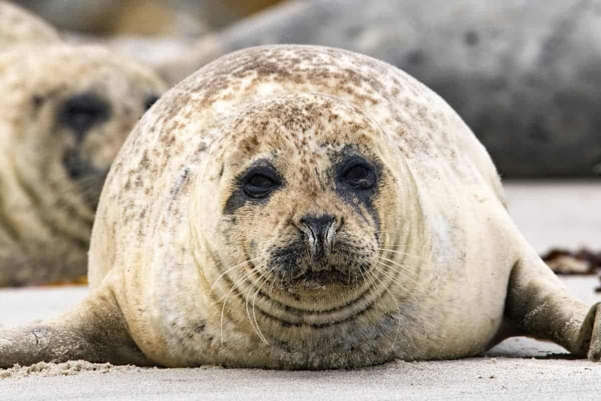 Fotoreis Helgoland Zeehond 19 Fotoreis Helgoland Gewone Zeehond