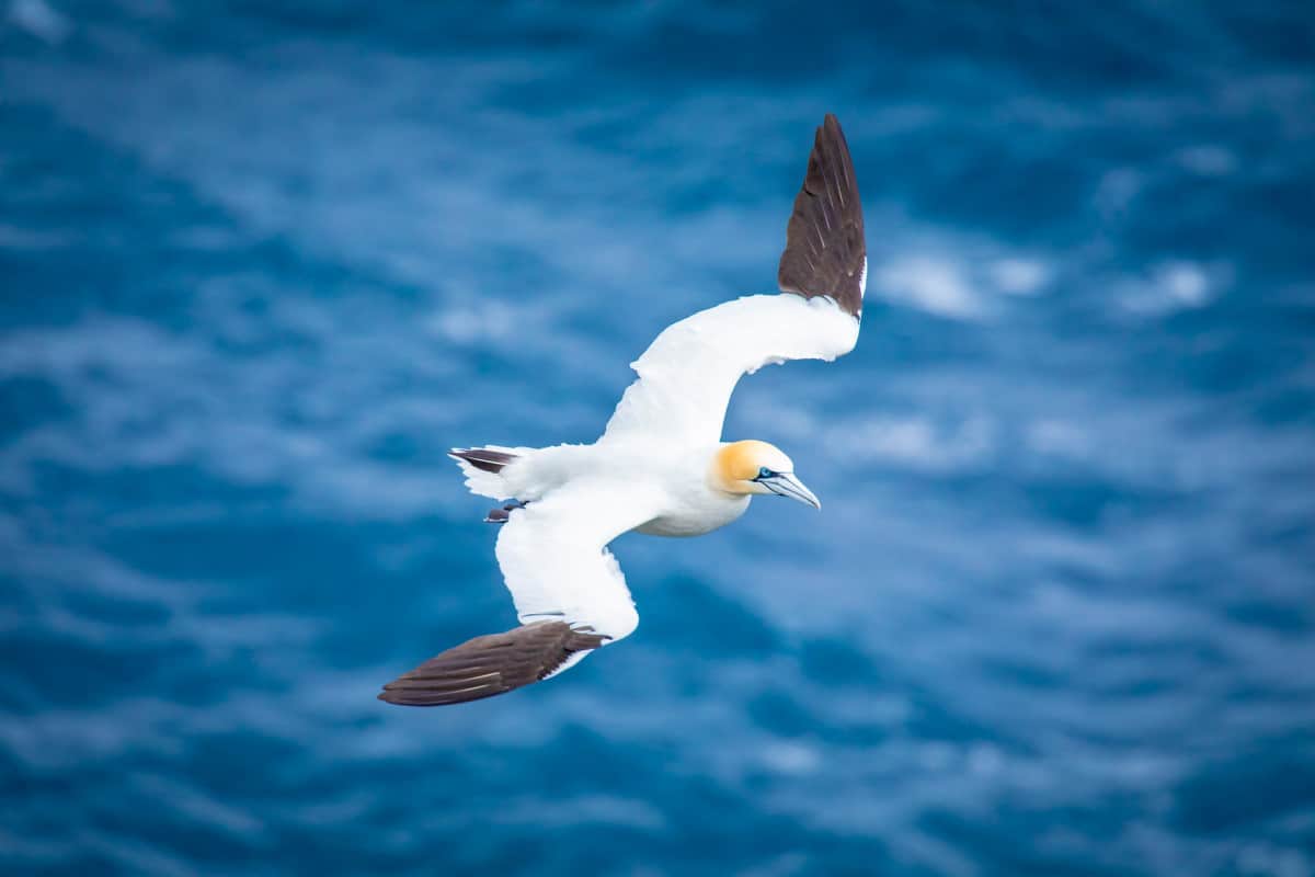 Fotoreis Helgoland - vliegende Jan van Gent