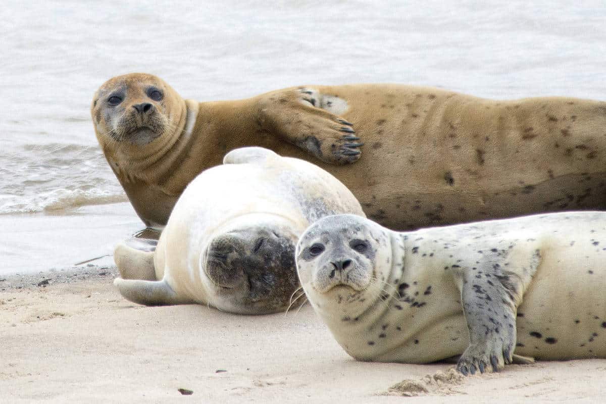 Fotoreis Helgoland - zeehonden