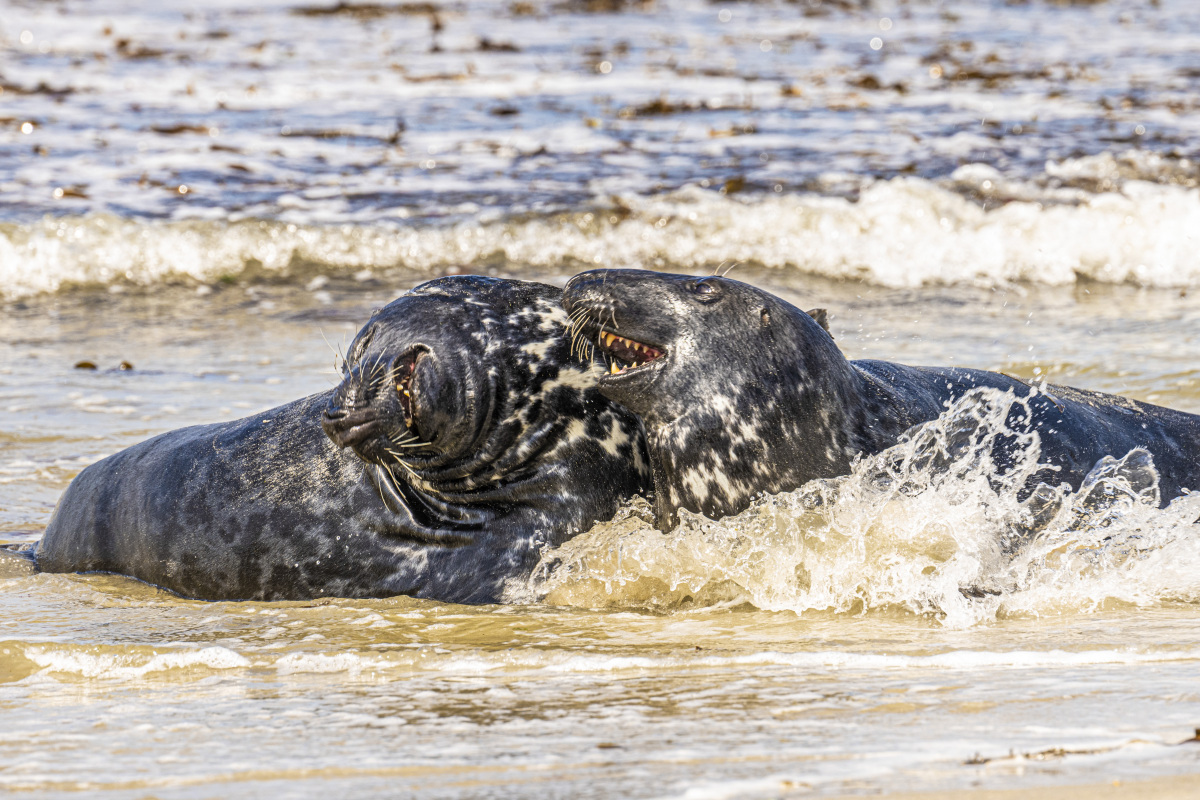 Fotoreis Helgoland zeehonden 14 Fotografiereis Helgoland zeehond