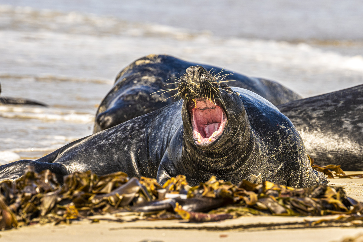 Fotoreis Helgoland zeehonden 17 Fotografiereis Helgoland zeehond