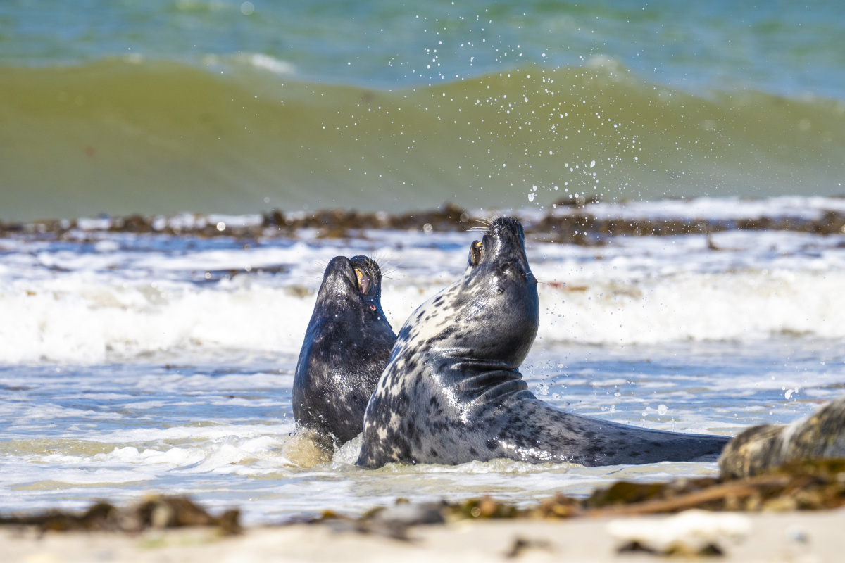 Fotoreis Helgoland zeehonden 2 Fotografiereis Helgoland zeehond