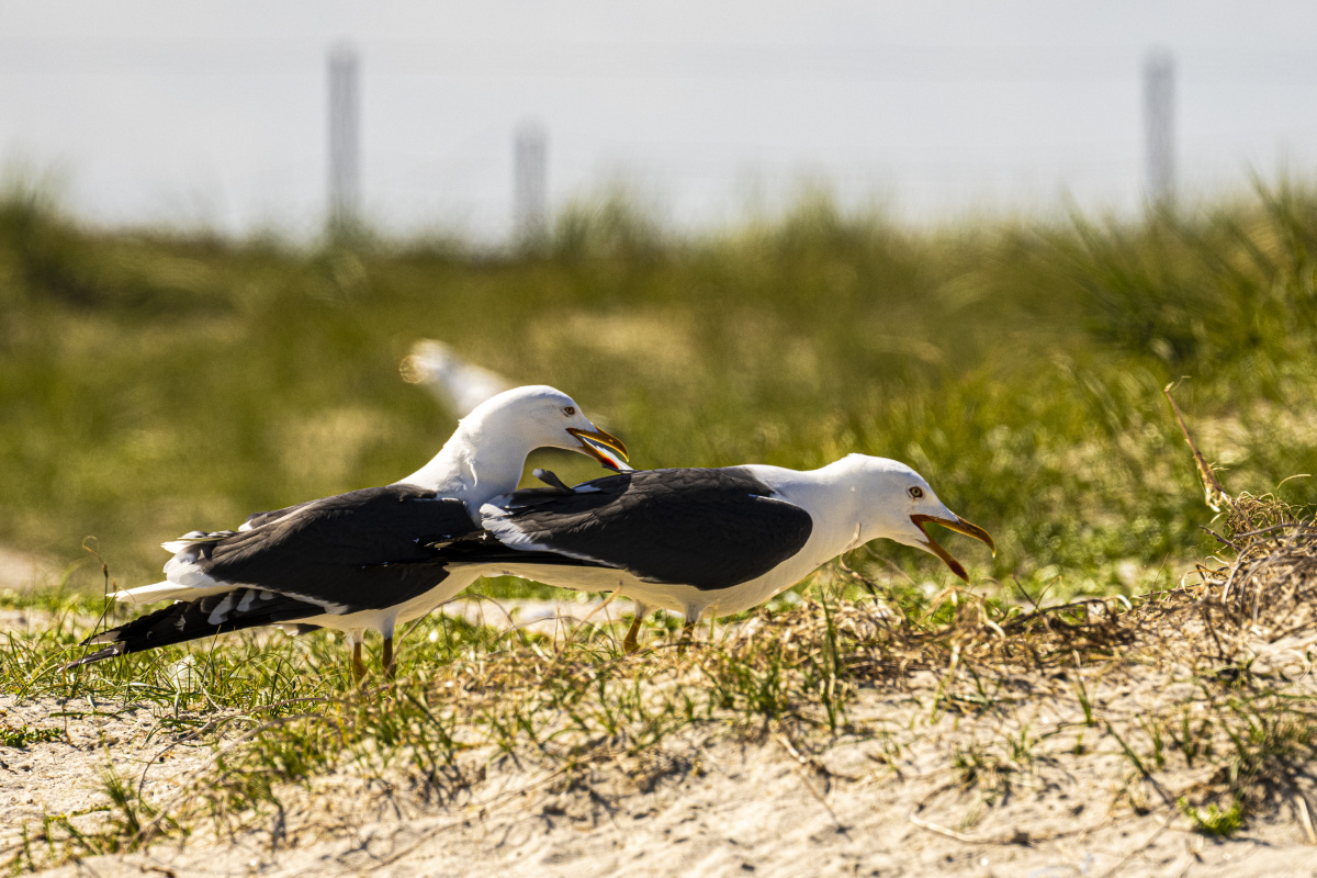 Fotoreis Helgoland zeehonden 21 Fotoreizen Helgoland meeuwen