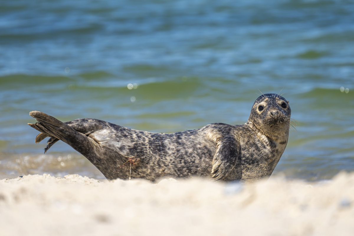 Fotoreis Helgoland zeehonden 23 Fotografiereis Helgoland zeehond