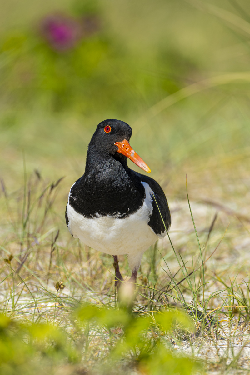 Fotoreis Helgoland zeehonden 24 Scholekster fotografie reis Helgoland