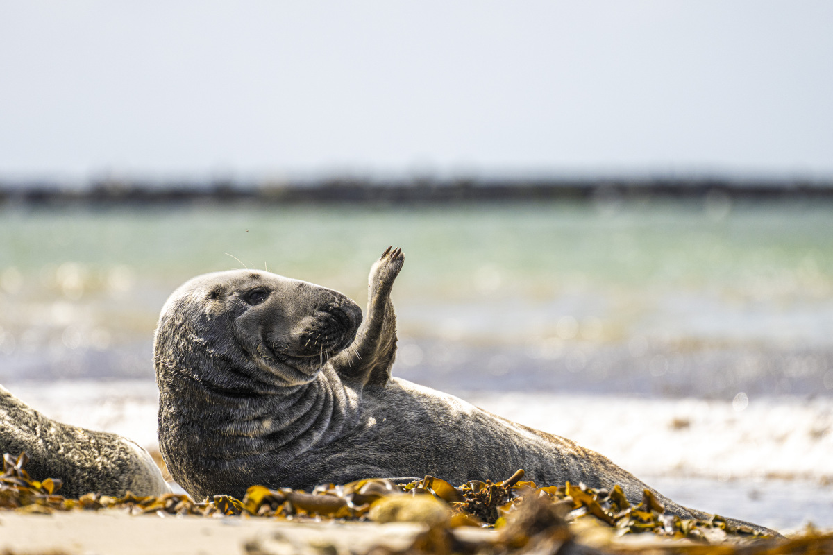 Fotoreis Helgoland zeehonden 8 Fotografiereis Helgoland zeehond