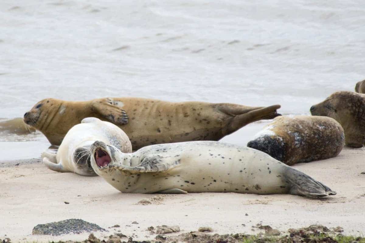 Fotoreis Helgoland - zeehonden huilen