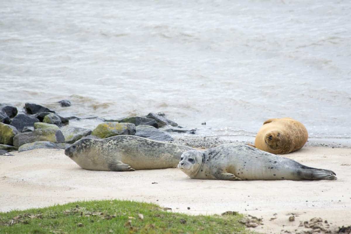 Fotoreis Helgoland - zeehonden op het strand