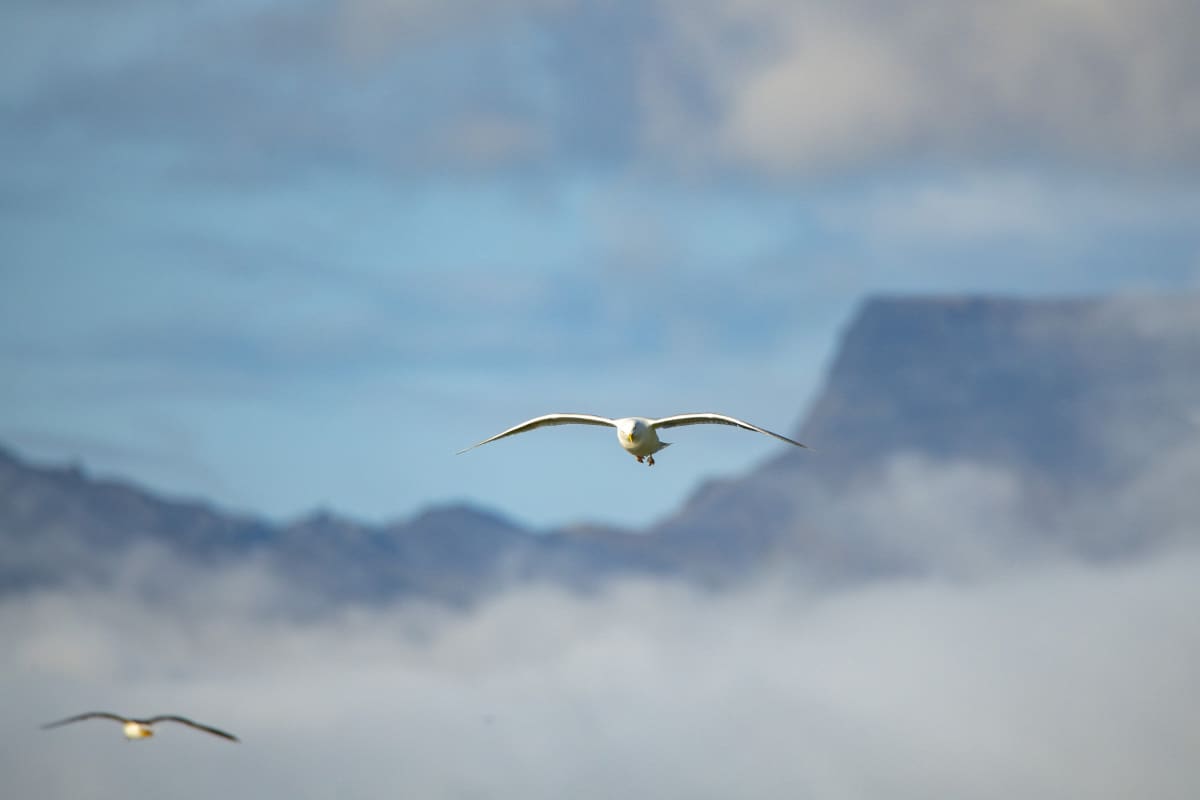 Meeuwen in de wolken tijdens de Fotoreis IJsland Snaefellsness
