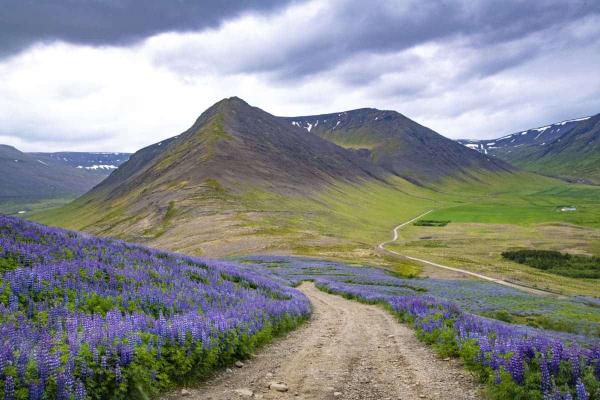 Fotoreis IJsland Westfjorden Snaefellsness_01 Velden vol lupinen op de Westfjorden tijdens een fotoreis IJsland