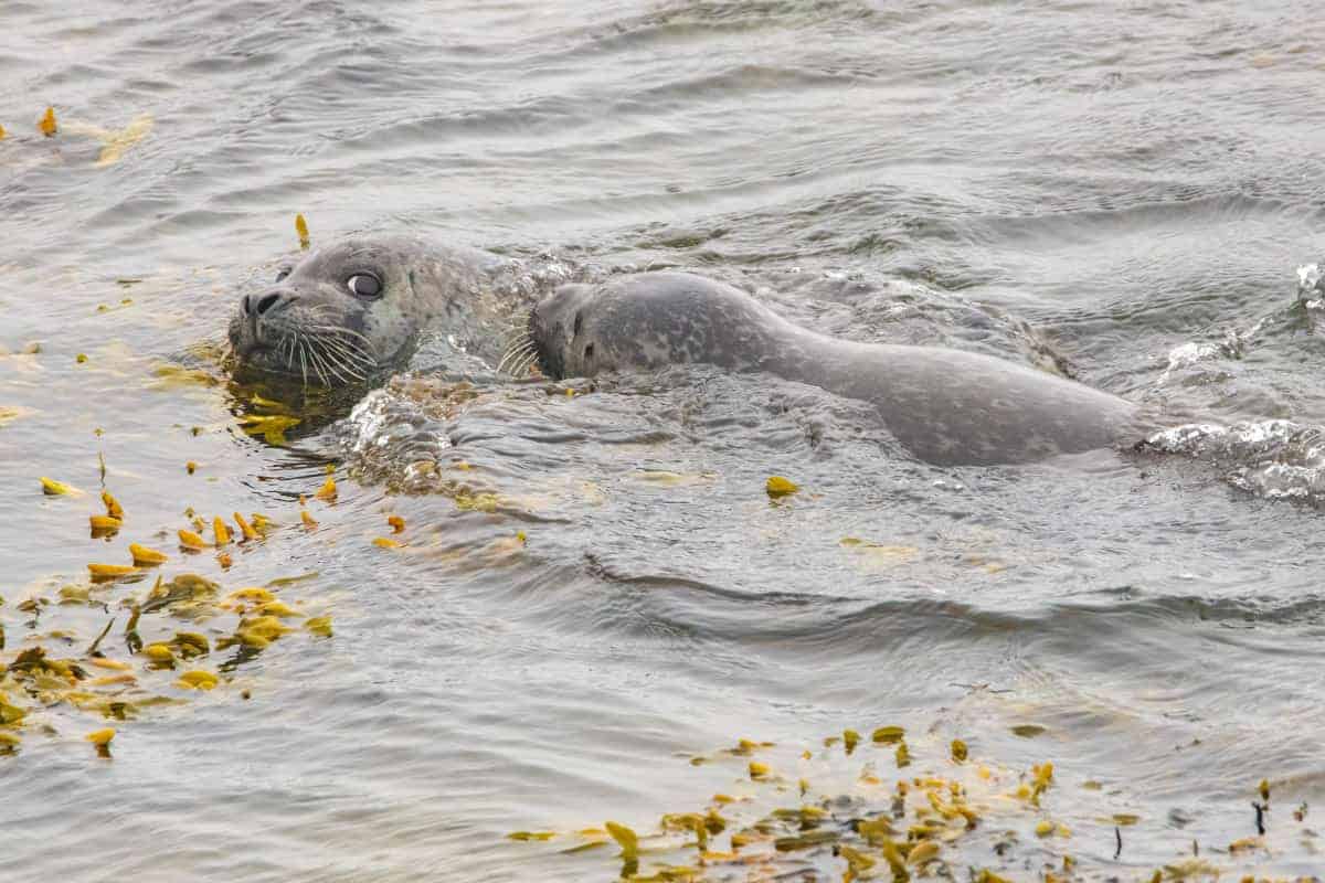 Fotoreis IJsland Zomer zeehonden Hvitserkur 4 Fotoreis IJsland Zomer zeehonden Hvitserkur