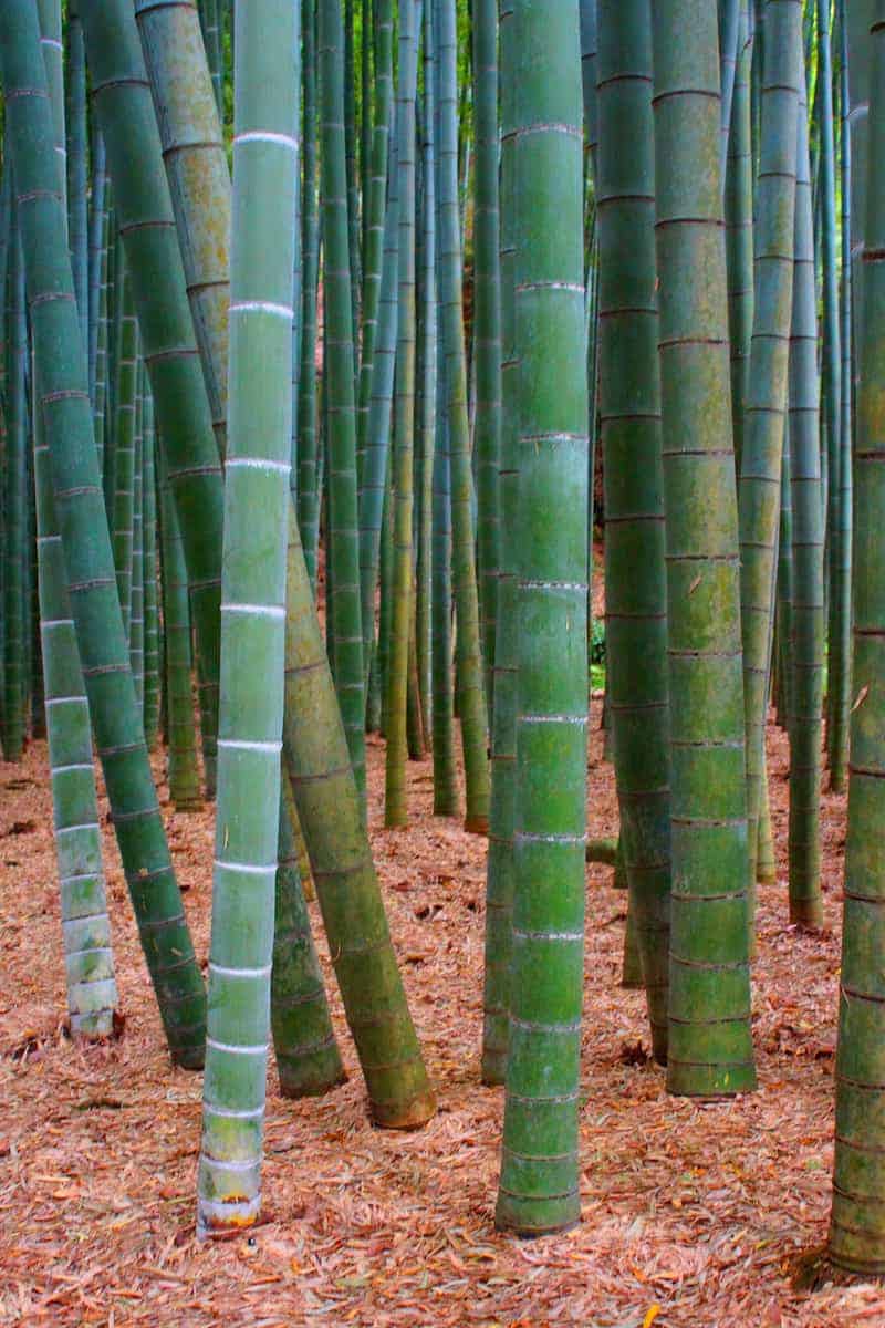 Fotoreis Japan Kamakura bamboebos Fotoreis Japan Kamakura bamboebos