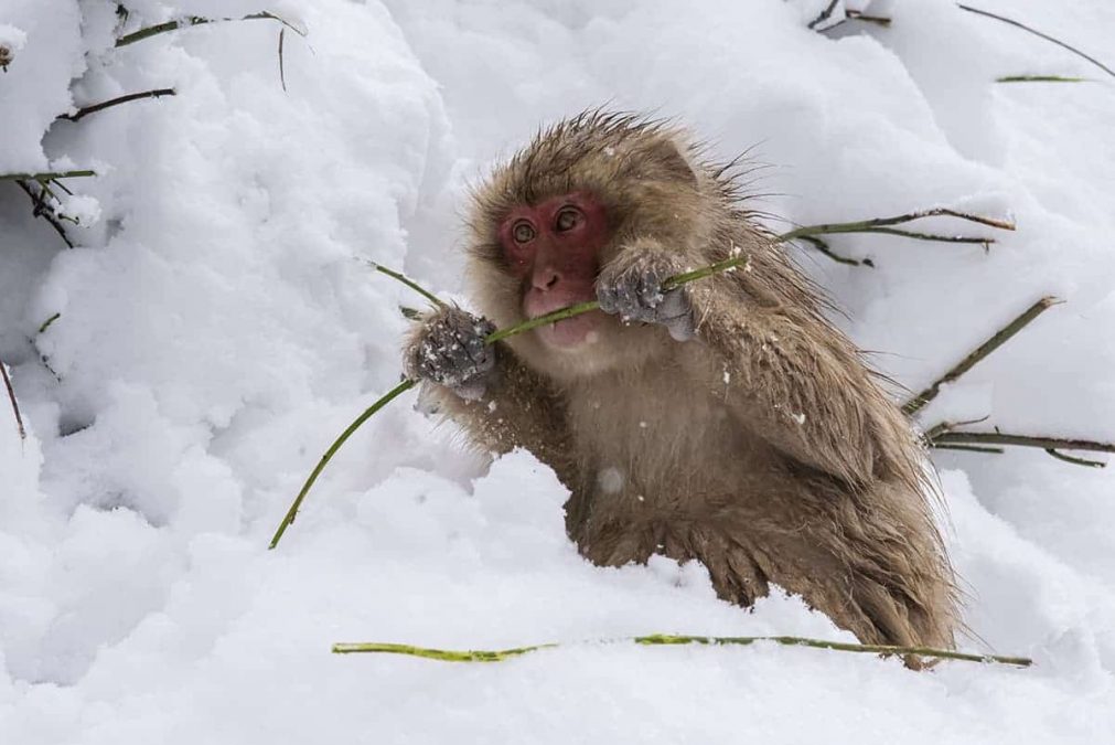Fotoreis Japan Snowmonkey