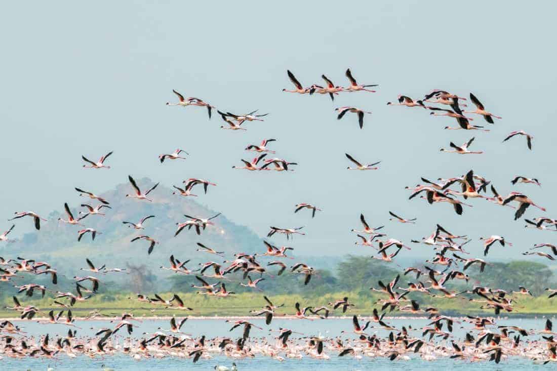 Fotoreis Kenia Lake Alementaita flamingos