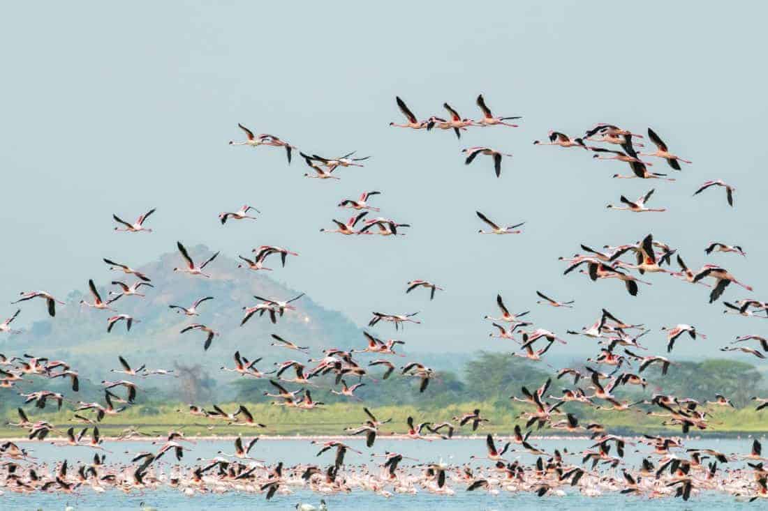 Fotoreis Kenia Lake Alementaita flamingos Fotoreis Kenia Lake Alementaita flamingos