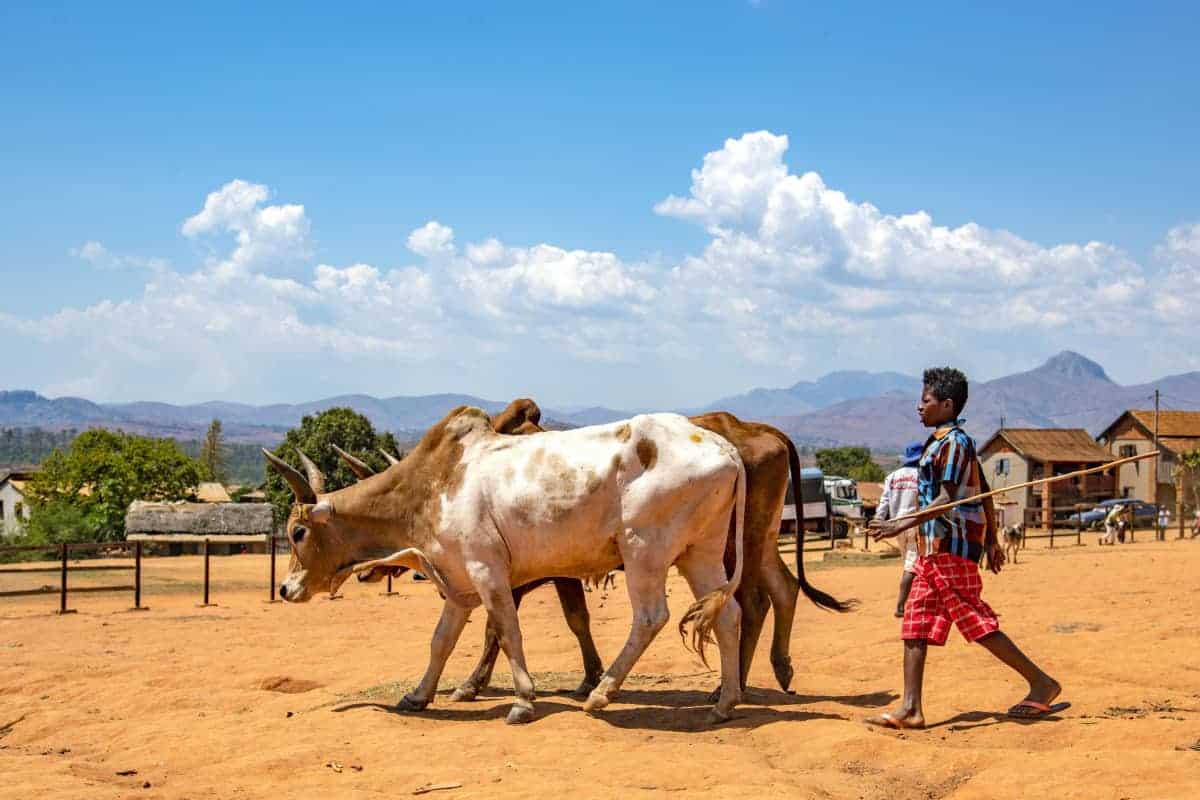Fotoreis Madagaskar Ambalavao koeienhoeder Fotoreis Madagaskar Ambalavao koeienhoeder