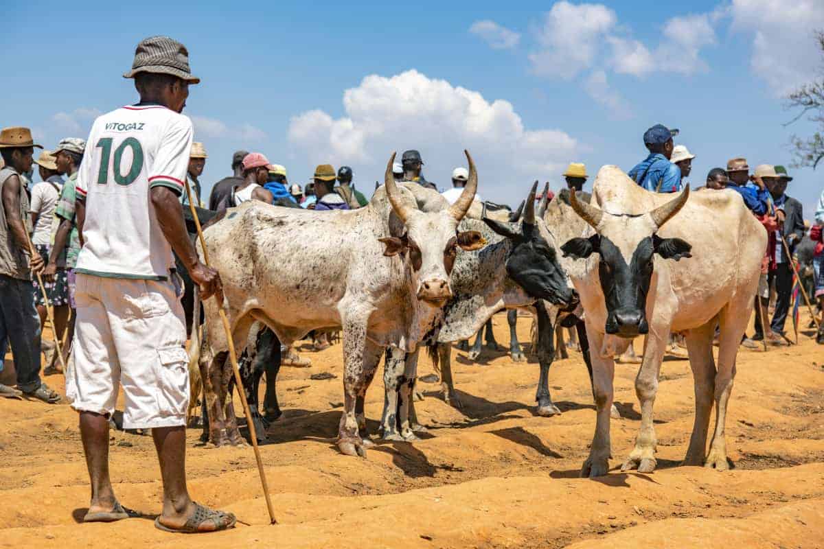 Fotoreis Madagaskar Ambalavao koeienmarkt Fotoreis Madagaskar Ambalavao koeienmarkt