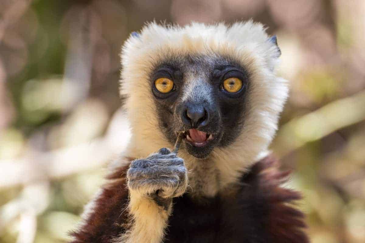 Fotoreis Madagaskar Antananarivo Lemur Park Fotoreis Madagaskar Antananarivo Lemur Park