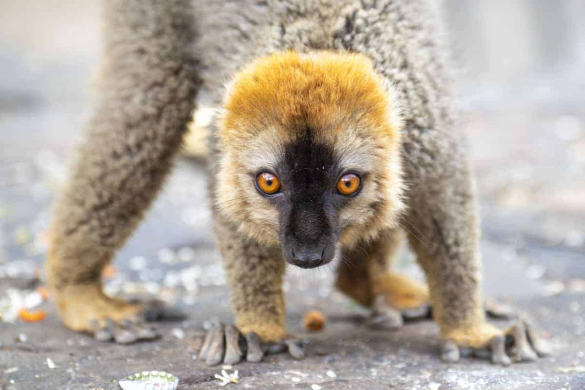 Fotoreis Madagaskar Isalo lemuur Fotoreis Madagaskar Isalo lemuur