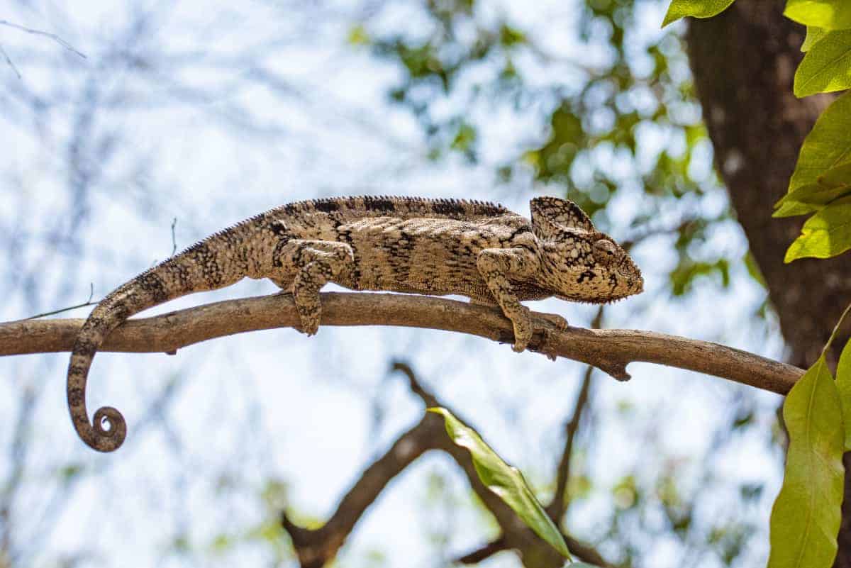 Fotoreis Madagaskar Parc d Anja bruine kameleon Fotoreis Madagaskar Parc d Anja bruine kameleon