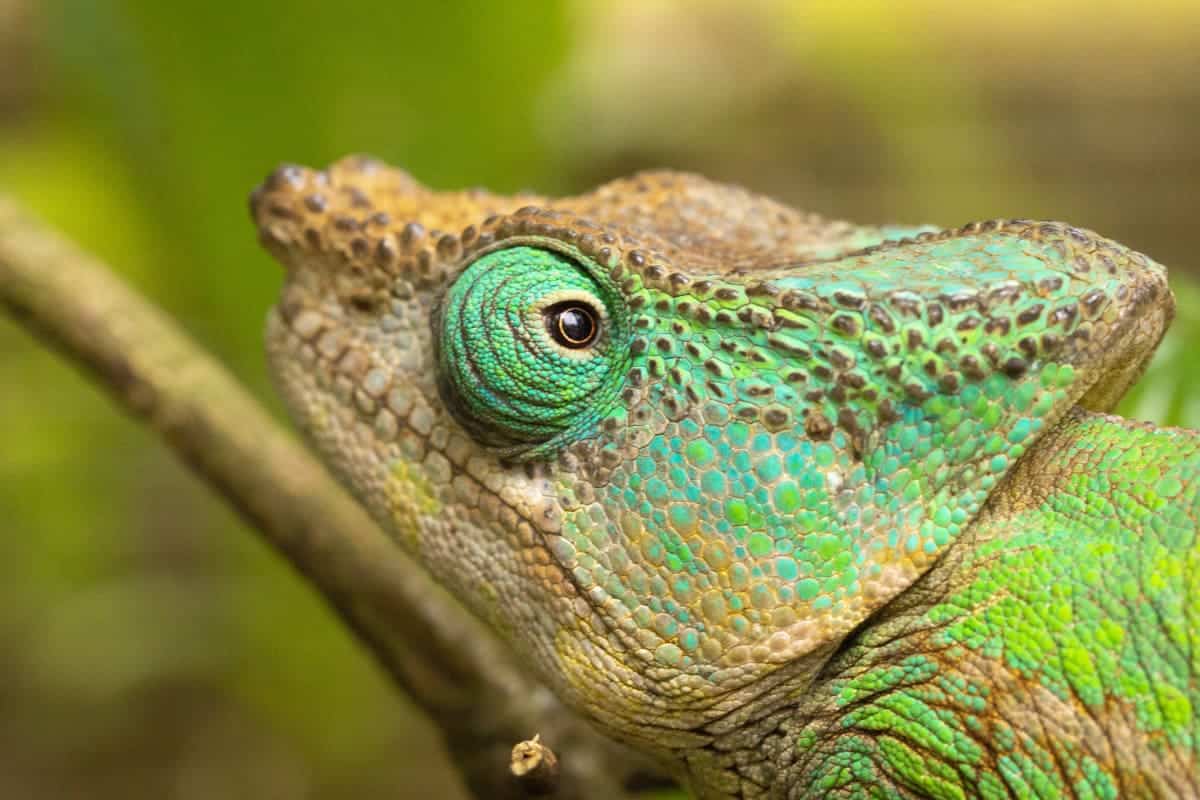 Fotoreis Madagaskar Parc d Anja kameleon Fotoreis Madagaskar Parc d Anja kameleon