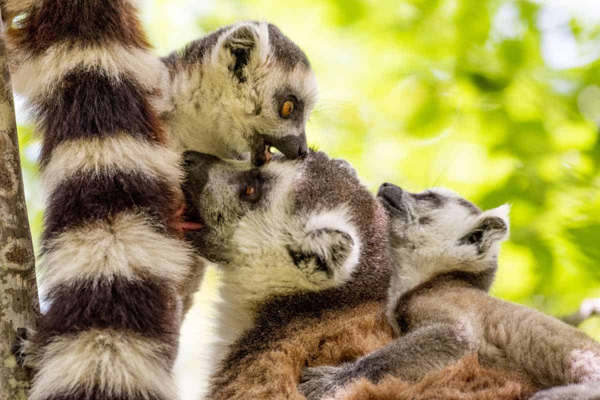 Fotoreis Madagaskar Parc d Anja ringstaatmaki