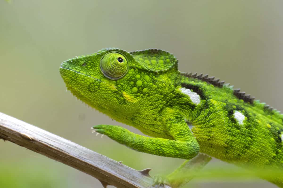 Fotoreis Madagaskar Parque d'Anja kameleon Fotoreis Madagaskar Parque d'Anja kameleon