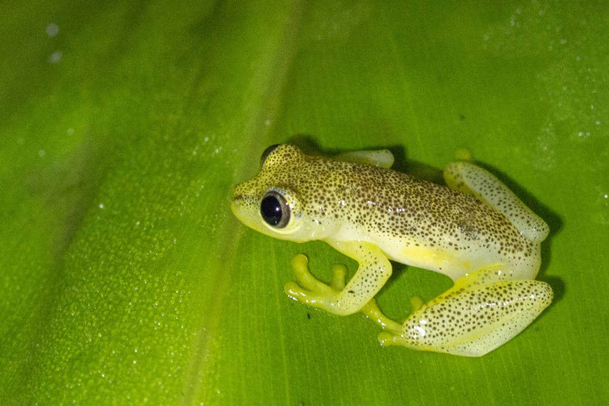 Fotoreis Madagaskar Ranomafana kikker Fotoreis Madagaskar Ranomafana kikker