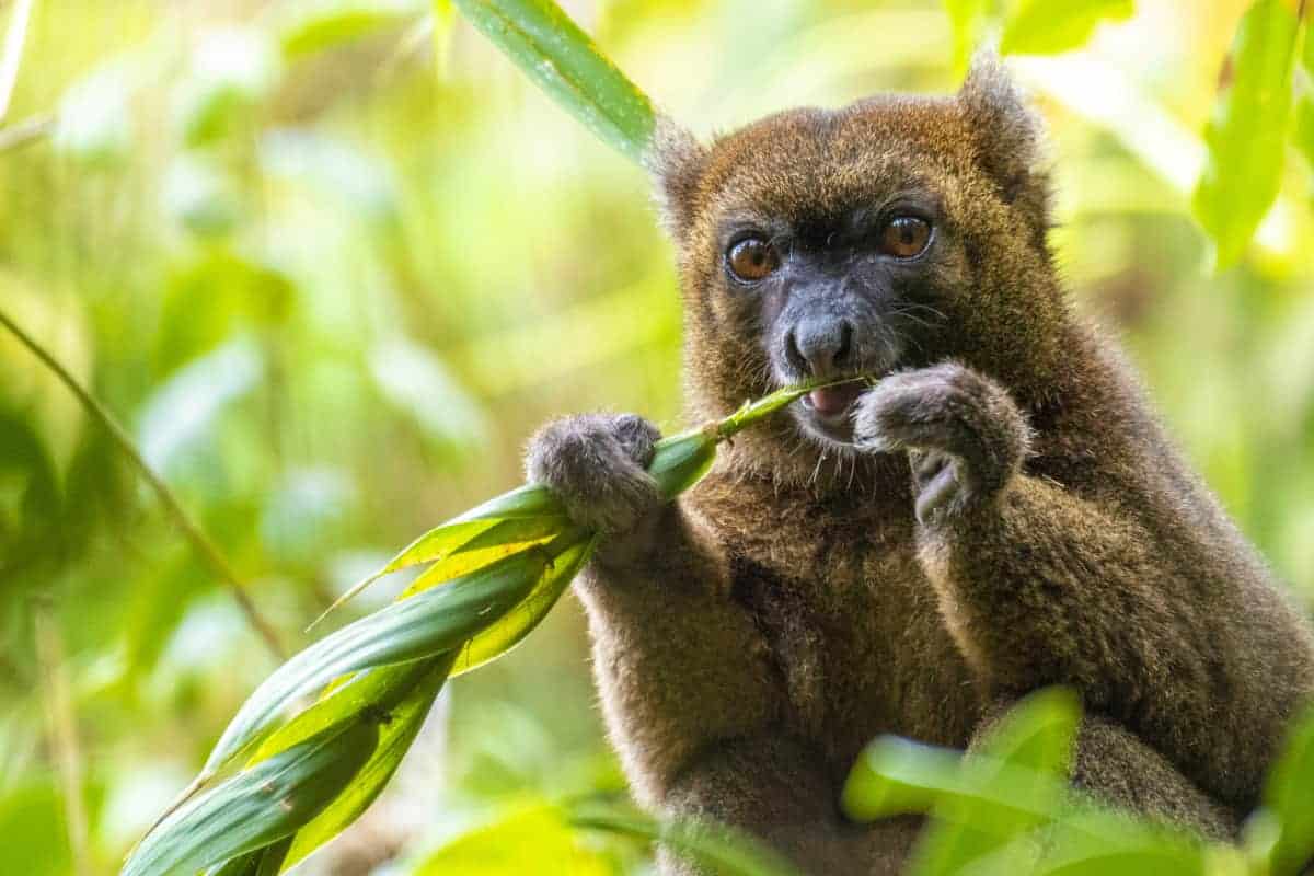 Fotoreis Madagaskar Ranomafana lemuur Fotoreis Madagaskar Ranomafana lemuur