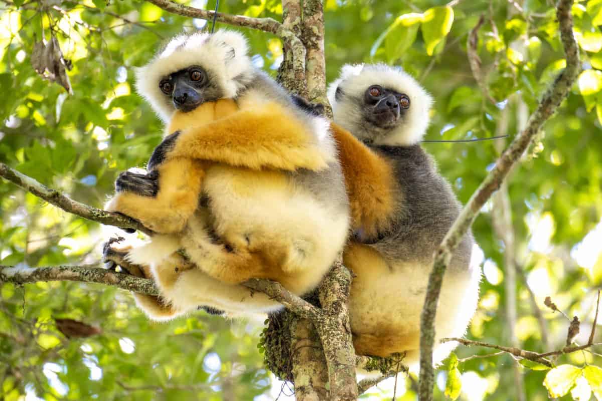 Fotoreis Madagaskar Ranomafana twee lemuren in de boom Fotoreis Madagaskar Ranomafana twee lemuren in de boom