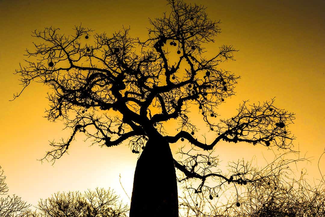 Fotoreis Madagaskar Spiny Forest baobab in avondlicht Fotoreis Madagaskar Spiny Forest baobab in avondlicht