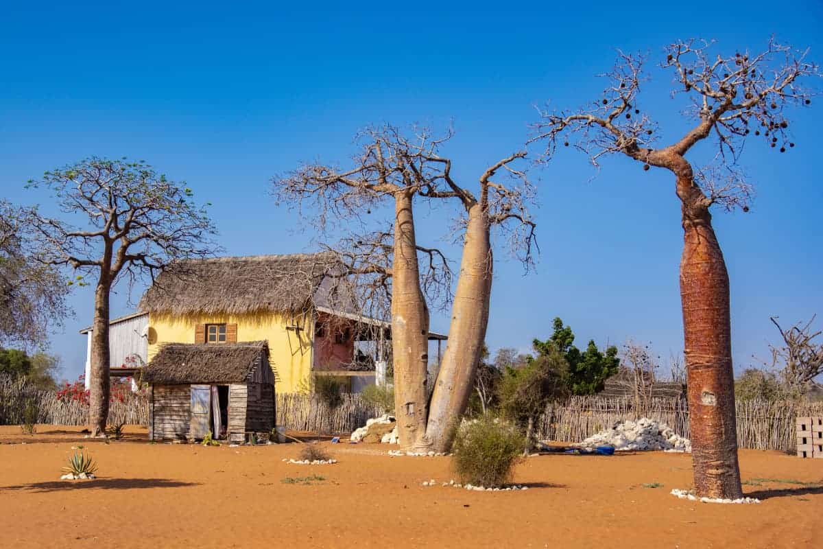 Fotoreis Madagaskar Spiny Forest huis met baobabs Fotoreis Madagaskar Spiny Forest huis met baobabs