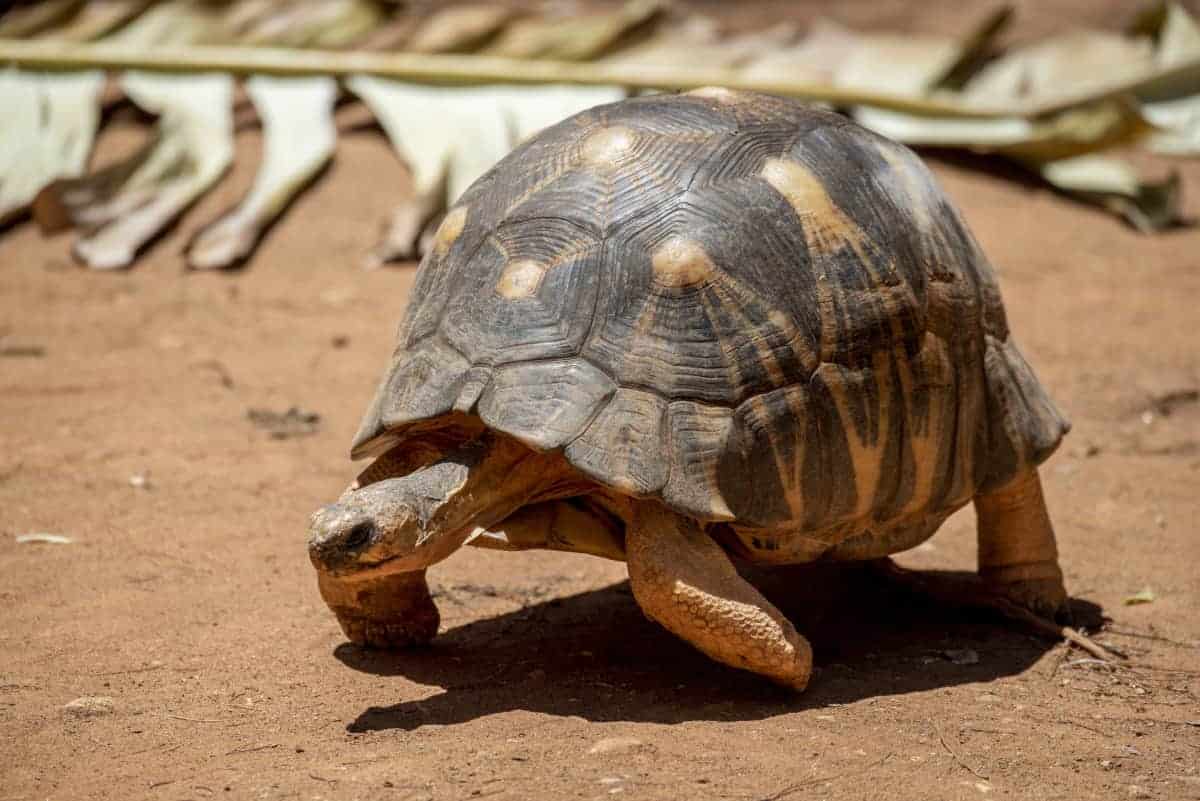 Fotoreis Madagaskar Tsaranoro schildpad