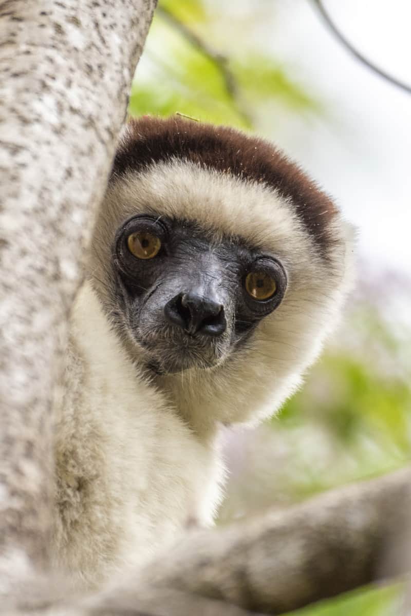 Fotoreis Madagaskar kiekeboe lemuur