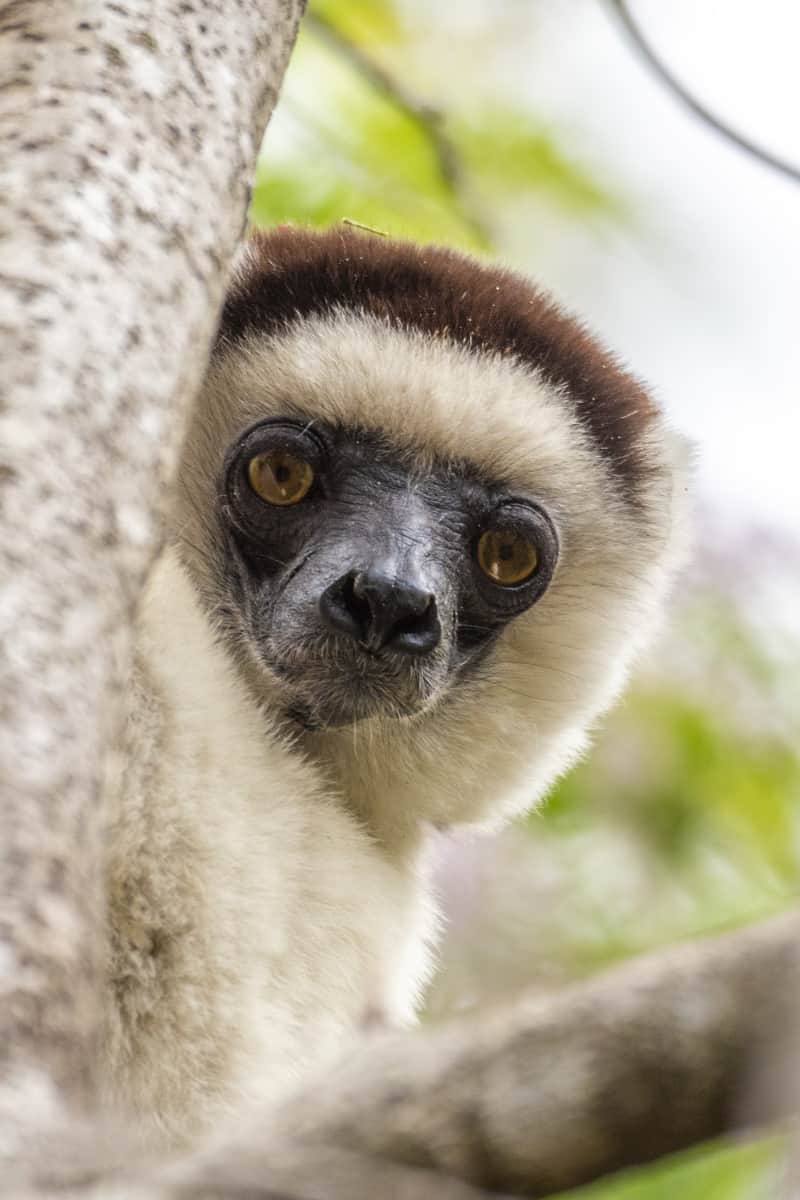 Fotoreis Madagaskar kiekeboe lemuur Fotoreis Madagaskar kiekeboe lemuur